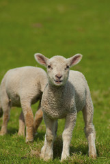 Obraz na płótnie Canvas English Wiosna Lamb