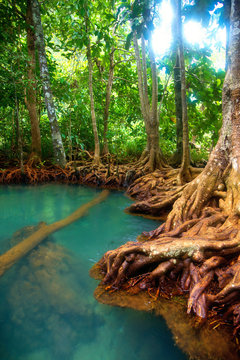 Fototapeta Mangrove forest