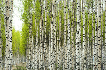 Birch trees in spring