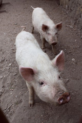 Dirty pig.