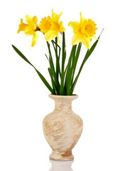 Yellow daffodils in a vase isolated on white