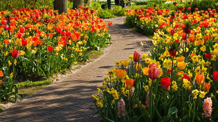 Colorful tulips and daffodils in spring garden