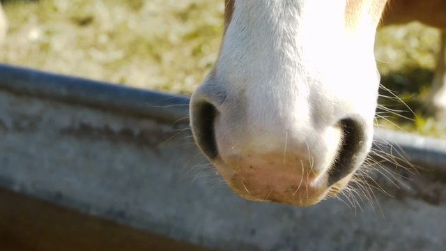 Horse Nose - Huge