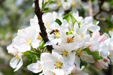 Blossom with bee