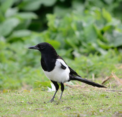 Magpie with Deformed Wing
