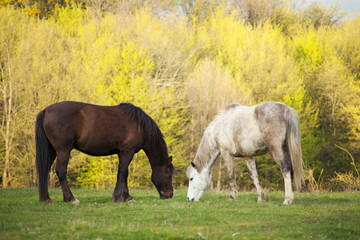 Konie w Rumunii