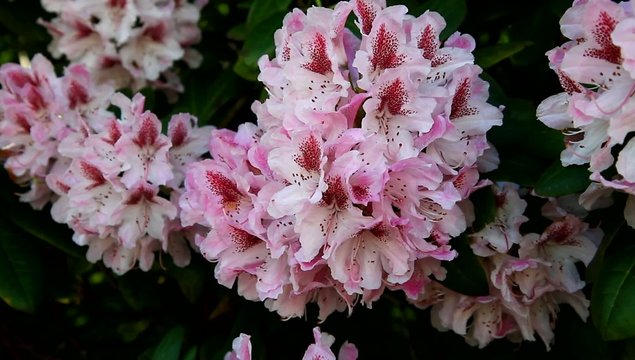 Olanda, fiori mossi al vento