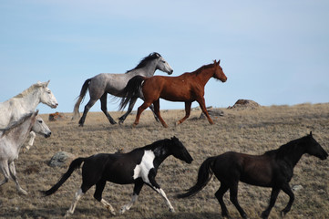 Horses Running on the Great Plains of Montana