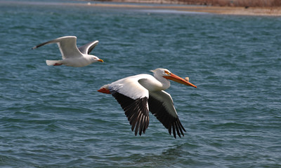 Pelican Seagull Flying