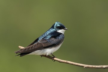 Tree Swallow