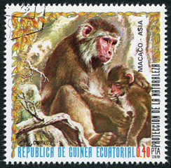 Postage stamp Equatorial Guinea 1975: The monkey Macaca