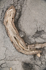 root in the asphalt