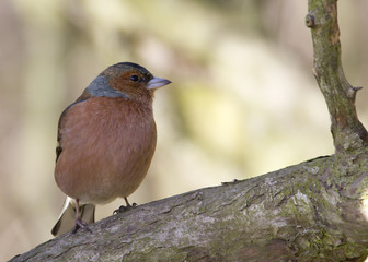 Chaffinch (Fringilla coelebs)