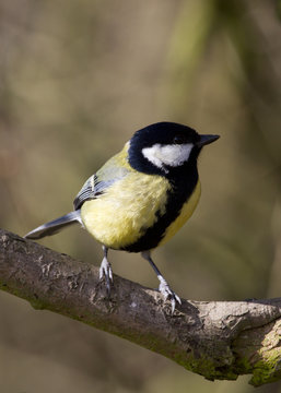 Great Tit (Parus majar)