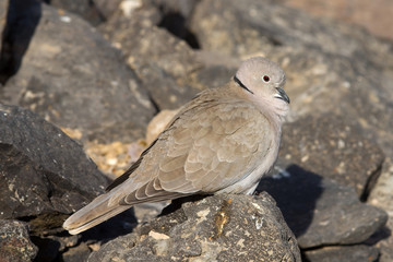 Collard Dove