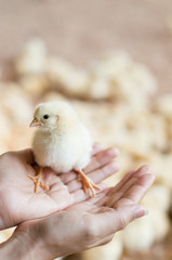 chick