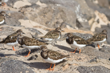 Turnstone (Arenaria interpres)