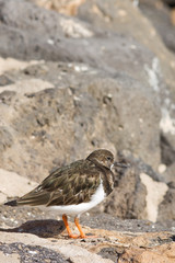 Turnstone (Arenaria interpres)