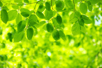 green leaves