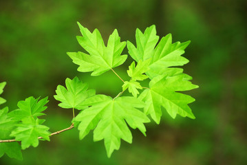 green leaves