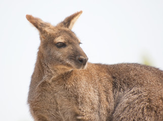 kangaroo looking around