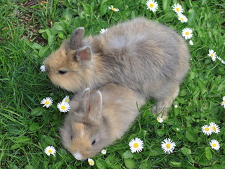 cuccioli di coniglio nano