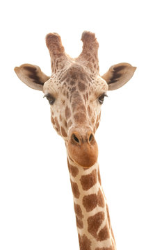giraffe with long neck isolated on white background