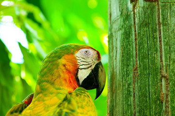 Colourful parrot bird sitting on the perch