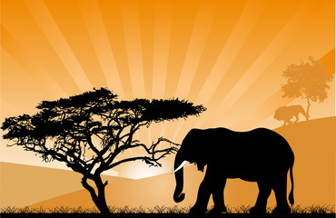 Fototapeta na wymiar orange sunset with elephant
