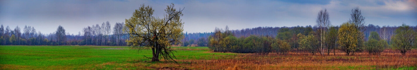 Fototapeta na wymiar Krajobraz Wiosna z starej wierzby