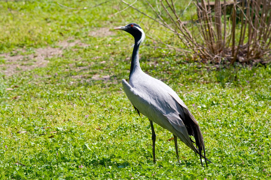 Crane bird on green field