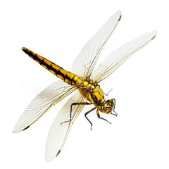 libellule