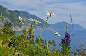 Chamomile flowers at sea 5