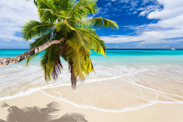 seychelles plage cocotier - obrazy, fototapety, plakaty