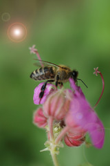 Bee