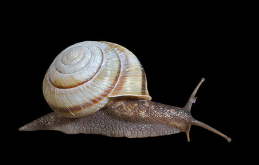 Snail 29