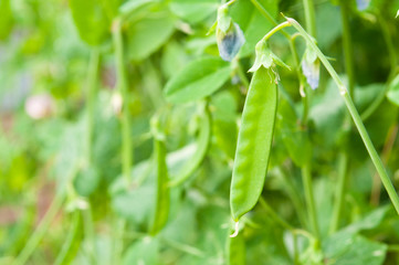 絹さやのアップ