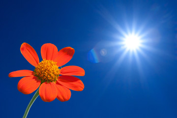 Sunflower on spring background