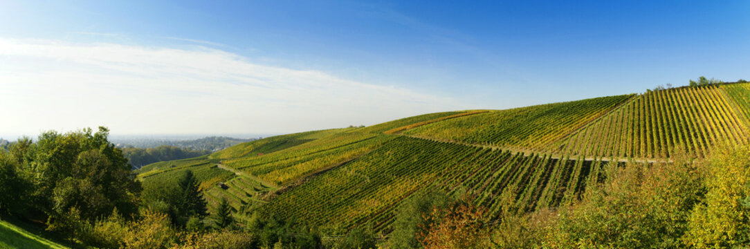 Weinanbau in der Ortenau