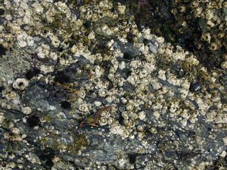 acorn barnacle