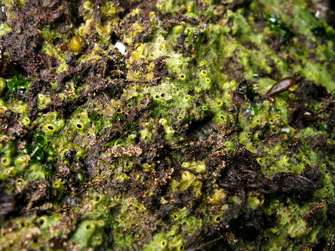 Marine sponge, porifera