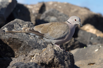 Collard Dove
