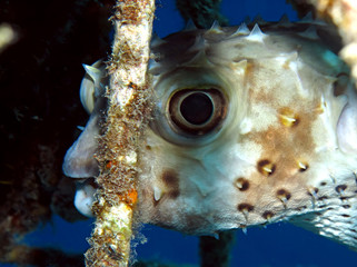 Yellow spotted burrfish. (Cyclithys spilostylus)