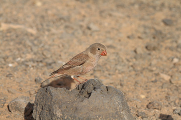 Trumpeter Finch