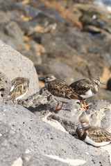 Turnstone (Arenaria interpres)