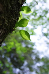 Obraz premium 新緑