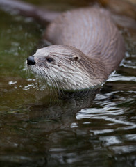 European Otter (Lutra lutra), also known as Eurasian otter, Eura