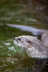 European Otter (Lutra lutra), also known as Eurasian otter, Eura