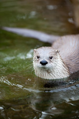 European Otter (Lutra lutra), also known as Eurasian otter, Eura