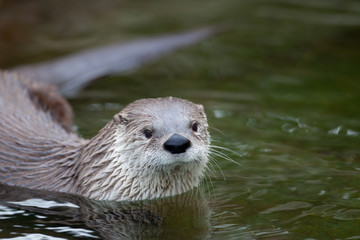 European Otter (Lutra lutra), also known as Eurasian otter, Eura